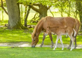 Poszter 84x59,5cm Ló és csikó 3, Assaf Frank
