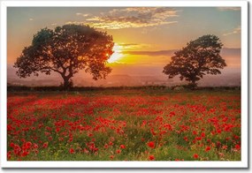 Poszterek keretben 60x40 Pipacsok a mezőn Tájkép