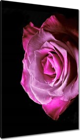 Vászonkép 80x120 Lila rózsa