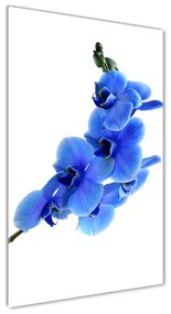 Egyedi üvegkép Kék orchidea osv-91549599