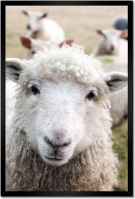 Poszterek keretben 40x60 Juh legeltetés Bárányok