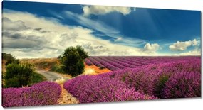 Festmények 115x55 Levendula tájkép