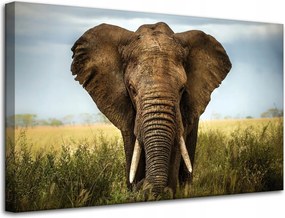 Vászonkép Elefánt a magas fűben Afrika 80x50 cm Ideális ajándék