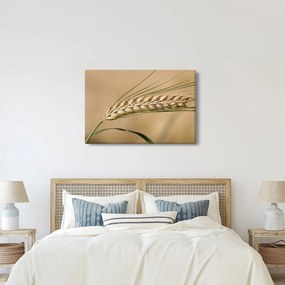 Kép - Búza (90x60 cm)