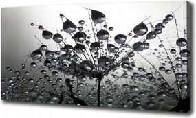 Vászonkép Pitypang magok 120x60 cm