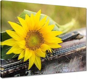 Vászonkép 50x40 Napraforgó a bőröndben