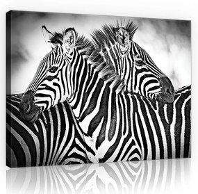 Zebrák, vászonkép, 60x40 cm méretben