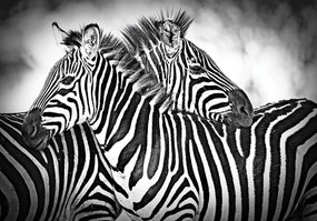 Fotótapéta - Zebra (152,5x104 cm)