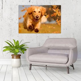 Kép - Golden Retriever (90x60 cm)