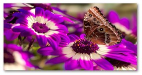 Akrilkép Pillangó a virágon oah-84885251