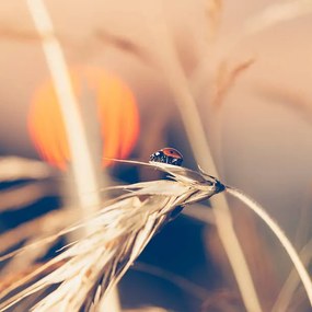 Művészeti fotózás Ladybug sitting on wheat during sunset, Pawel Gaul, (40 x 40 cm)