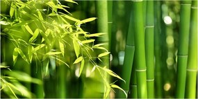 Üvegpanel konyhába Bambusz 100x50 cm Ragasztó