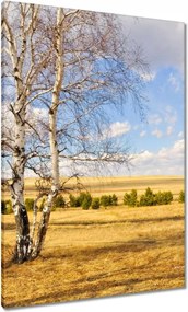 Vászonkép 70x100 Nyírfa a mezőn Tájkép