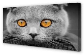 Canvas képek Gray brit macska 125x50 cm