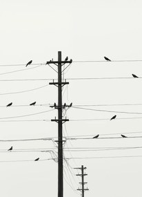 Poszter 13x18cm Szimfónia a dróton