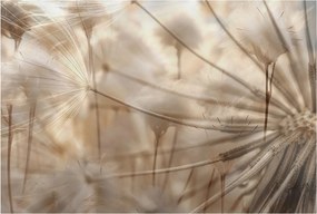 Fotótapéta Flizelin Dekoratív Hálószoba Finom pitypangok 104x70