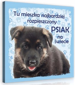 Vászonkép 80x80 Kiskutya német juhász aranyos kisállat állat