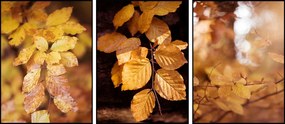 Triptichon szett 3db-os Arany Őszi levelek 60x90