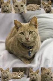 Poszter 56,6x86,4cm Macskák Kollázs, Assaf Frank