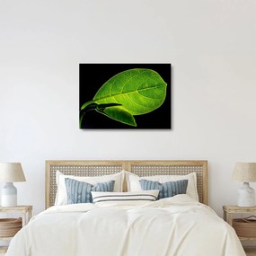 Kép - zöld levél (üvegen) (70x50 cm)