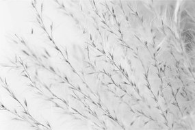 Kép - Pampafű N⁰2 (90x60 cm)