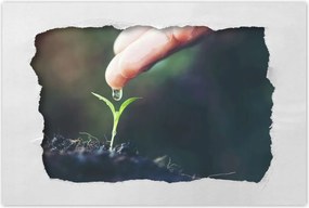 Poszterek 90x60 Palánta növény csepp