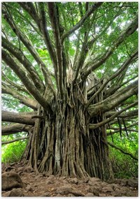 Poszterek 70x100 Fa Kilátás