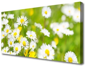 Canvas kép Daisy Flower Plant 120x60 cm