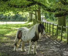 Poszter 60x50cm Ló a farmon, Assaf Frank