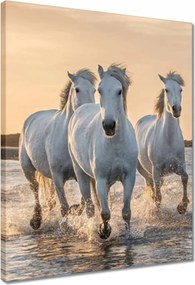 Vászonkép 40x50 Vad lovak Wild Horses