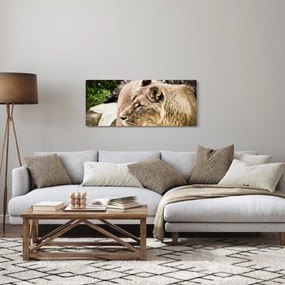 Oroszlán képe (120x50 cm)