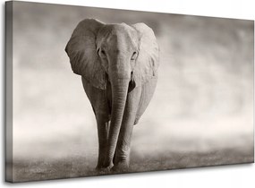 Vászonkép Fekete-fehér Elefánt Pózoló Afrika 100x60 cm