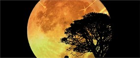 Árnyékok a holdfényben képe (120x50 cm)