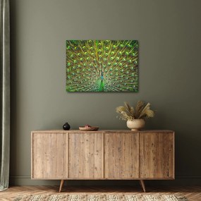 Kép - Páva (70x50 cm)
