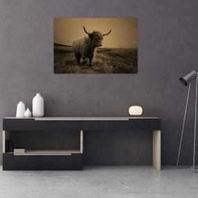 Kép - Skót tehén menekül (90x60 cm)