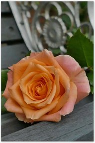 Poszterek 60x90 Rózsa Virág Virágok Rózsa