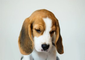 Beagle képe (üvegen) (70x50 cm)