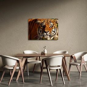 Tigris képe (üvegen) (70x50 cm)