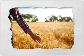 Poszterek 90x60 Séta a gazda a gabonában