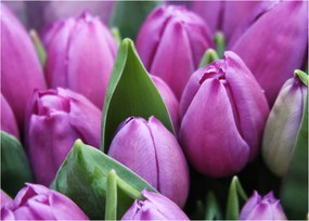 Kép - tulipánok (70x50 cm)