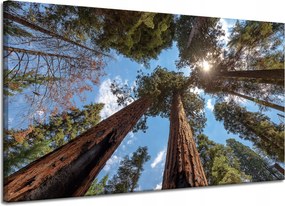 Vászonkép Magas fák Ég Természet Nap 120x70 cm