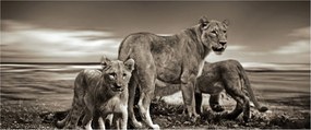 Fekete fehér tigris képe (120x50 cm)