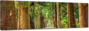 Festmények 150x50 Út a parkban Fák
