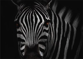 Zebra képe (70x50 cm)