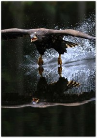 Poszterek 70x100 Madarak