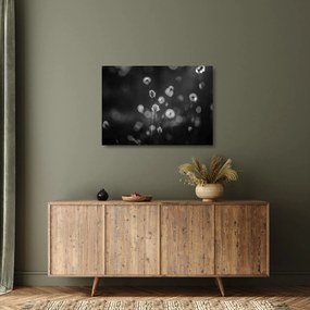 Üveg kép - Pamutfű a réten (70x50 cm)
