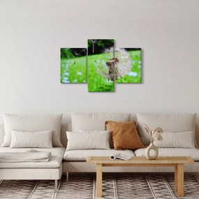 Pitypang képe (90x60 cm)