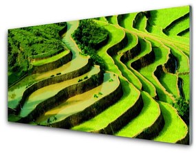 Üvegkép Rice Field-erdő Természetvédelmi 100x50 cm