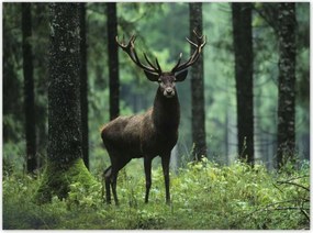 Poszterek 135x100 Szarvas Erdő Tájkép