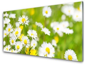 Akril üveg kép Daisy Flower Plant 100x50 cm 2 fogas